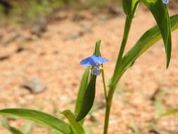 Image of Commelina attenuata J. Koenig ex Vahl