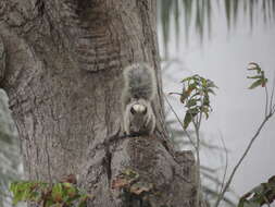 Imagem de Sciurus stramineus Eydoux & Souleyet 1841