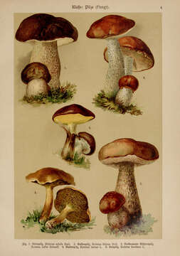 Image of Tylopilus felleus (Bull.) P. Karst. 1881