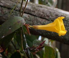 Image of Rankin's trumpetflower