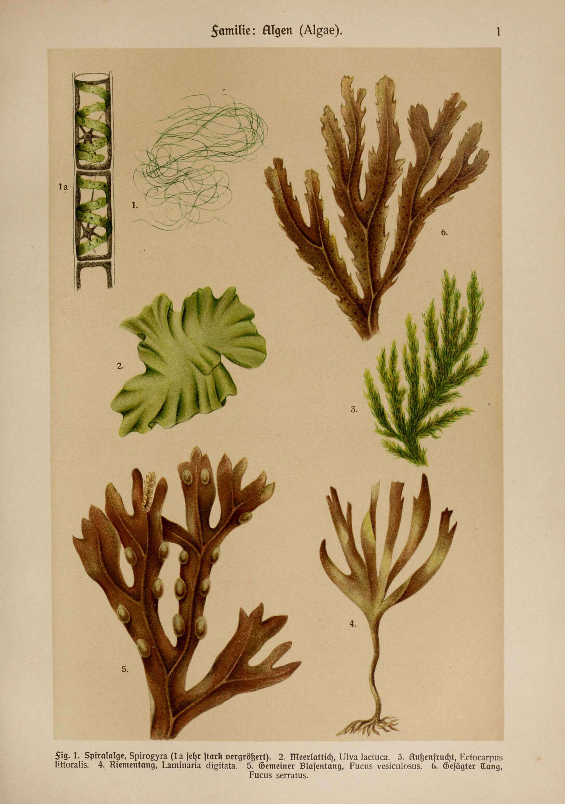 Image of Spirogyra Link 1820