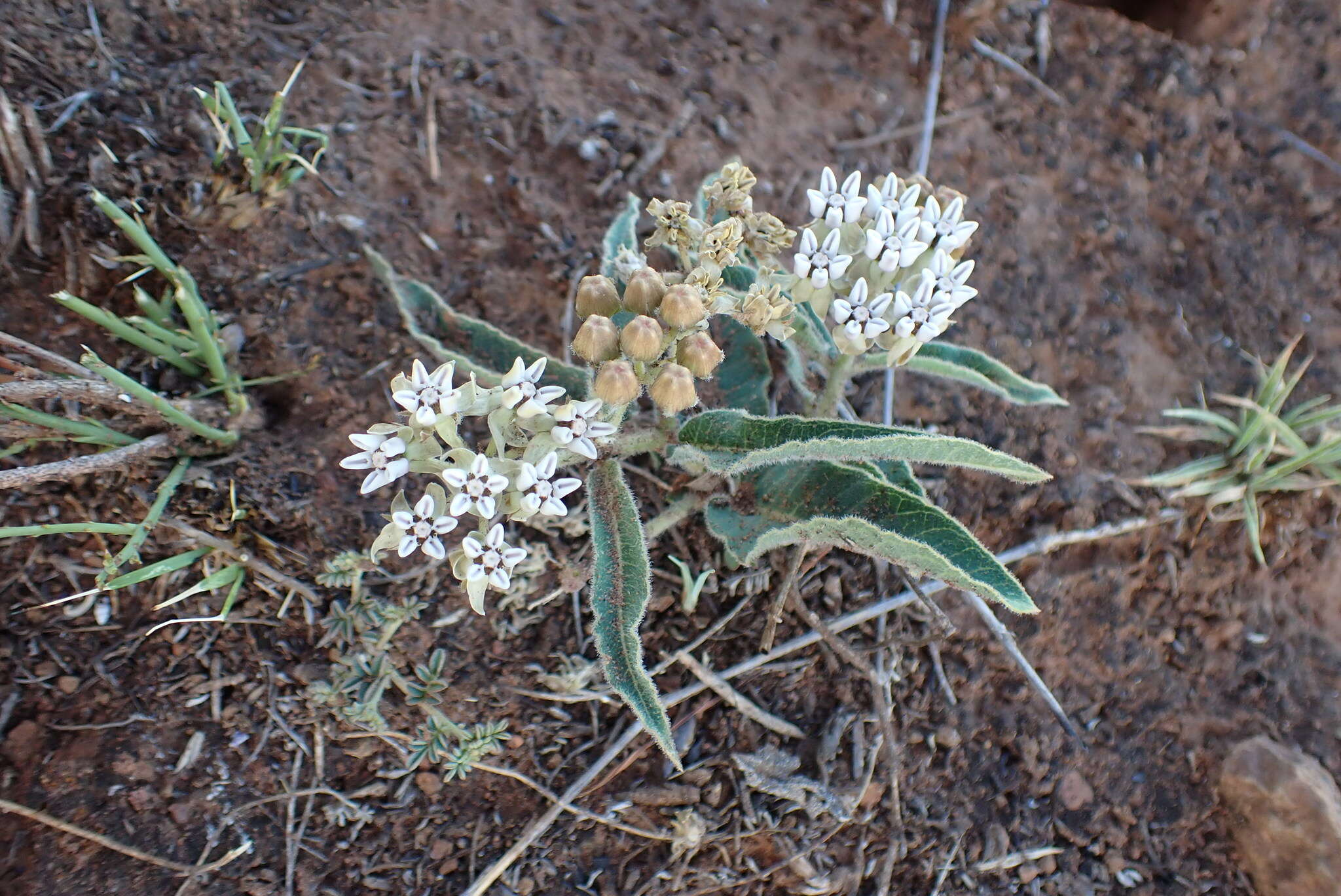 صورة Asclepias meliodora (Schltr.) Schltr.