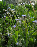 Image of field forget-me-not