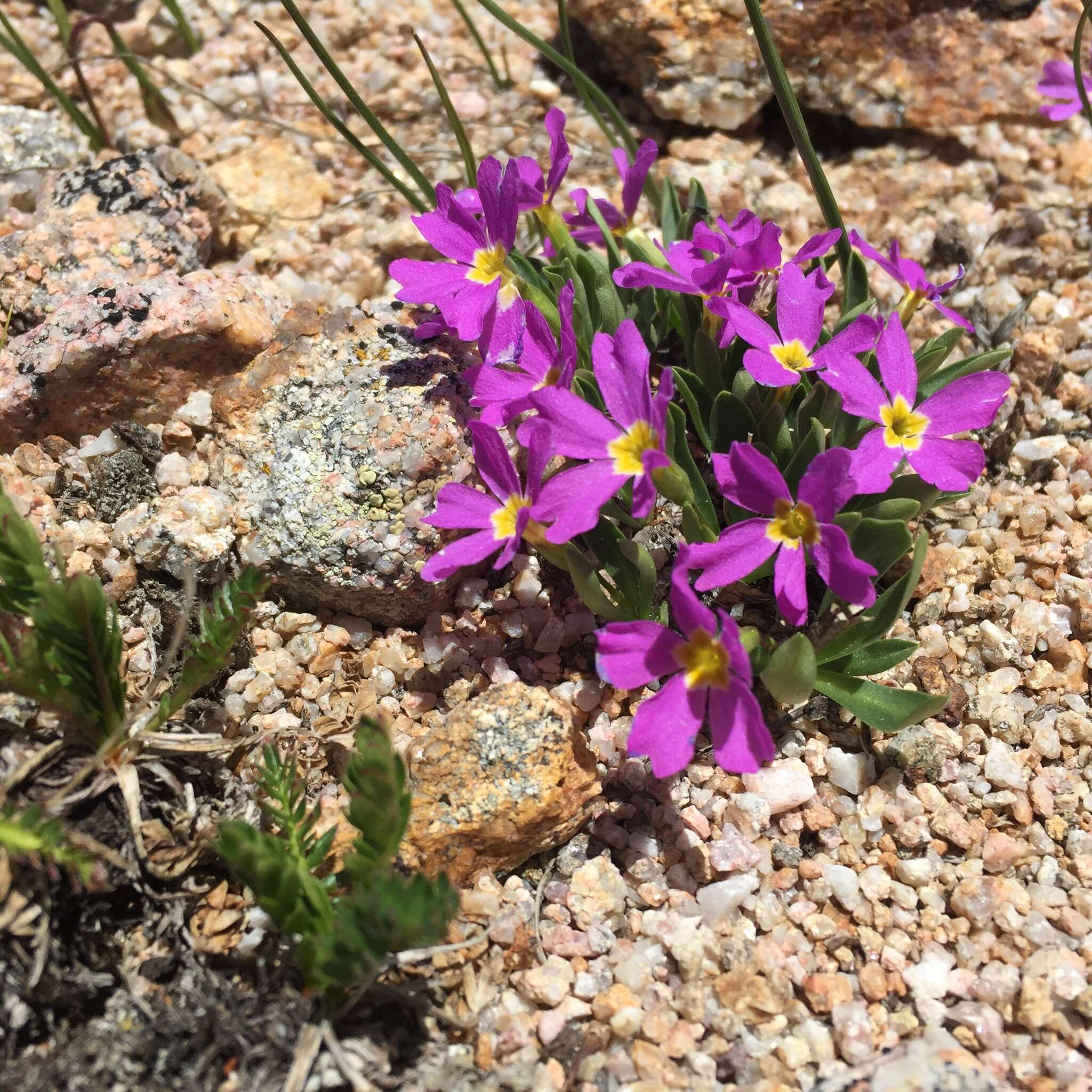 Image of alpine primrose