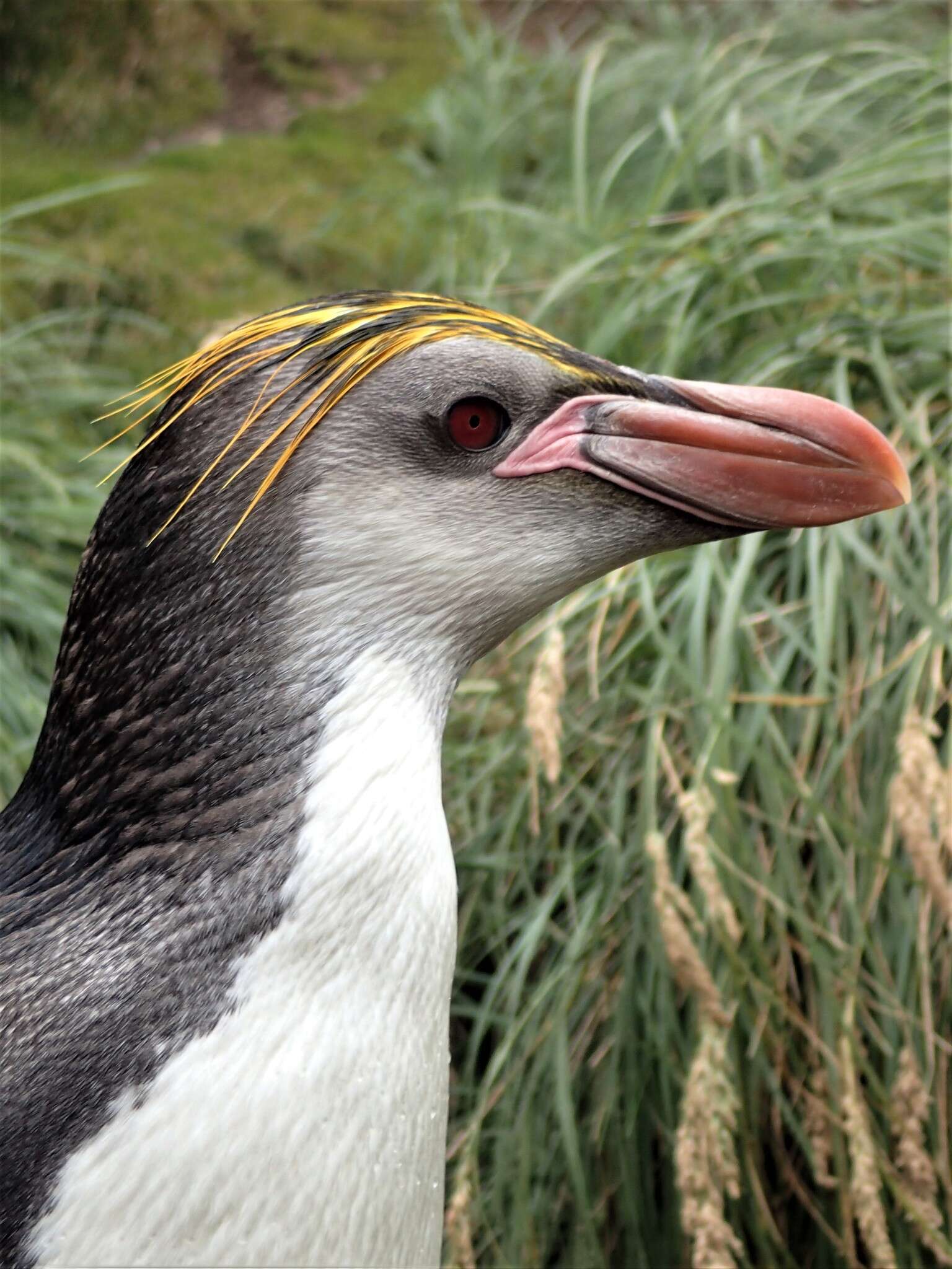 Image of Royal Penguin