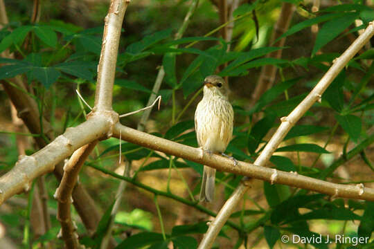 Image of Pachycephala rufiventris xanthetraea (Forster & JR 1844)