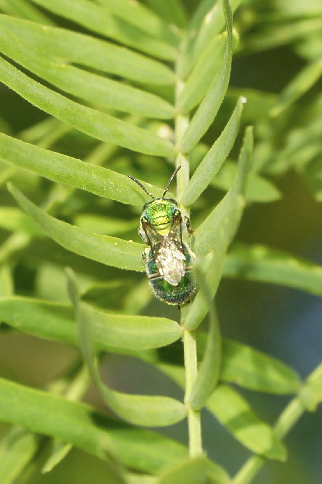 Image of Augochloropsis sumptuosa (Smith 1853)