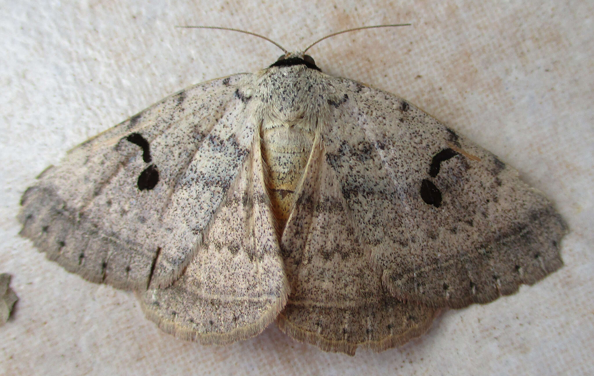 Image of Hypopyra carneotincta Hampson 1913