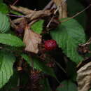 Image of Andes berry