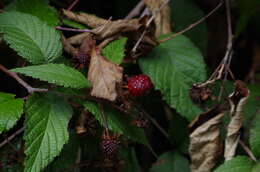 Image of Andes berry