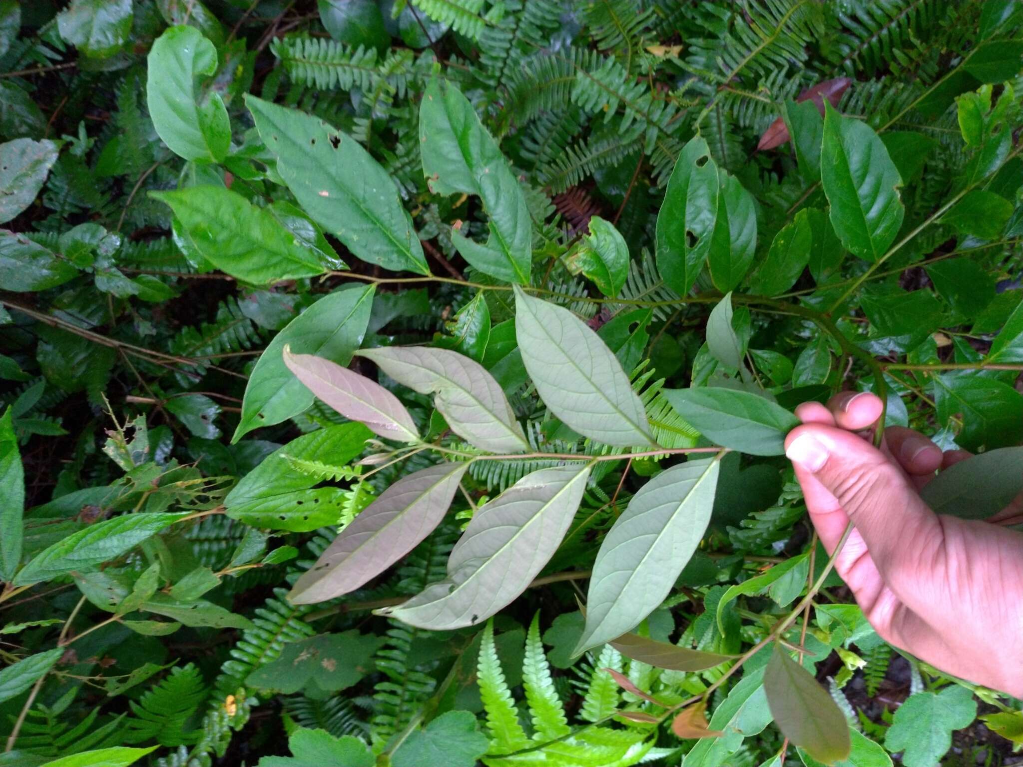 Слика од Phyllanthus meghalayensis Chakrab. & N. P. Balakr.