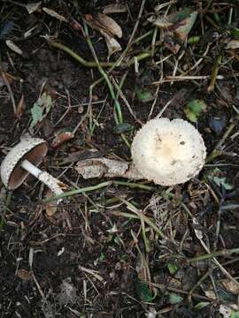 Image of Psathyrella asperospora (Cleland) Guzmán, Bandala & Montoya 1991