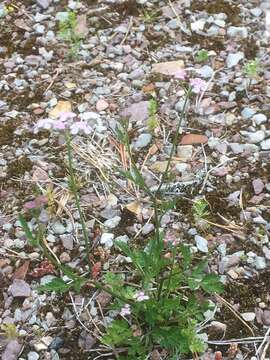 Image of Japanese hedge-parsley