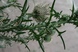 Image of Spear Thistle