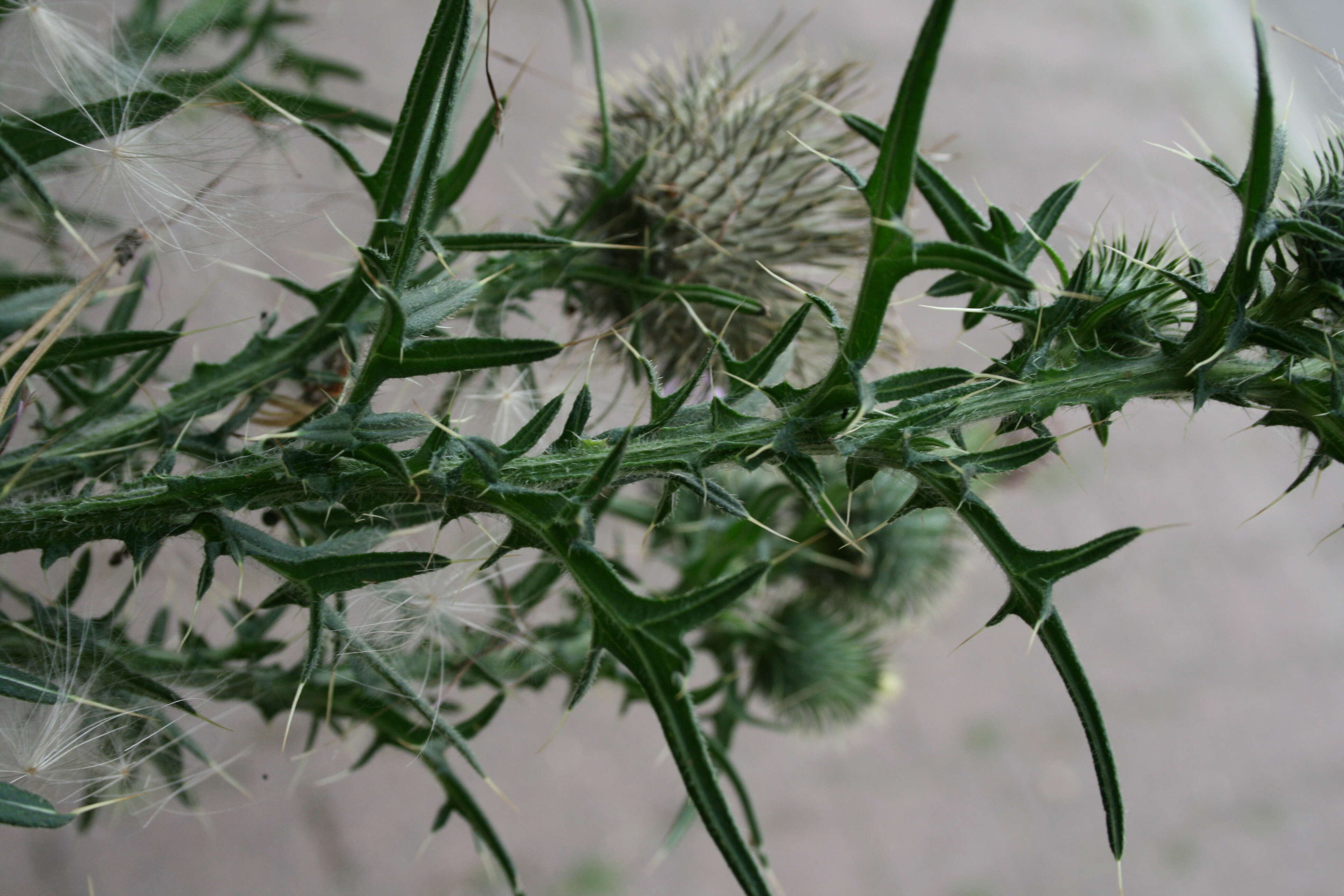 Image of Spear Thistle