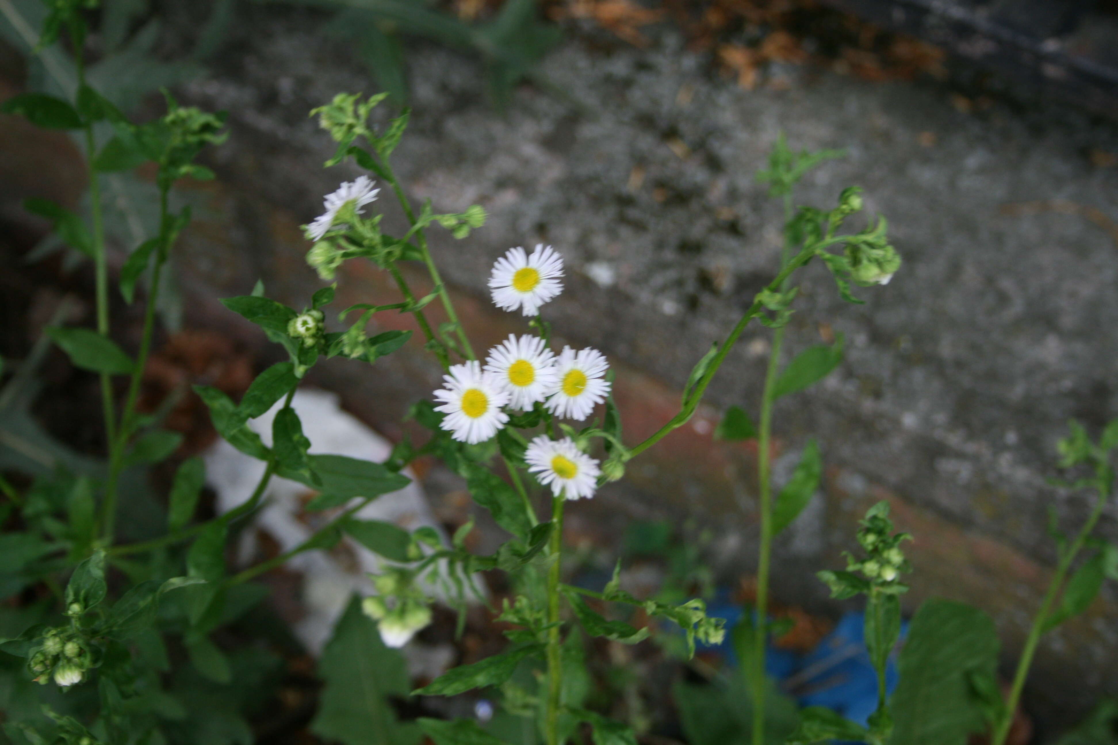 Image of eastern daisy fleabane