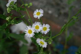 Image of eastern daisy fleabane