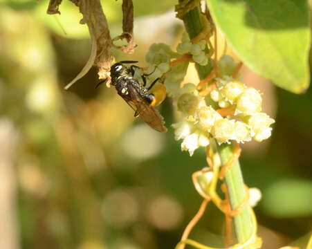 Imagem de Philanthus loeflingi Dahlbom 1845