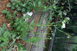 Image of eastern daisy fleabane