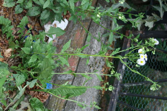 Image of eastern daisy fleabane