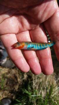 Image of Strawberry Darter