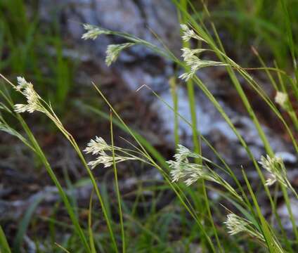 Image of Luzula nivea (L.) DC.