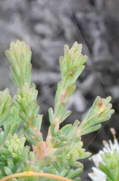 Sivun Darwinia diosmoides (DC.) Benth. kuva