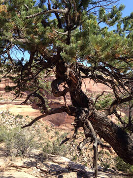 Image of Colorado Pinyon