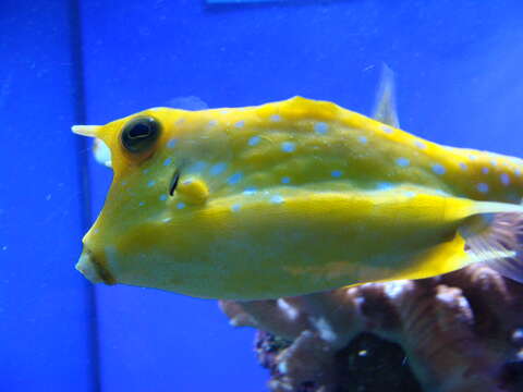 Image of Longhorn cowfish