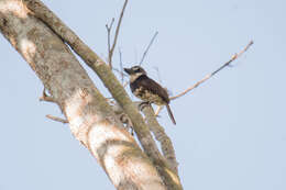 Image of Sooty-capped Puffbird