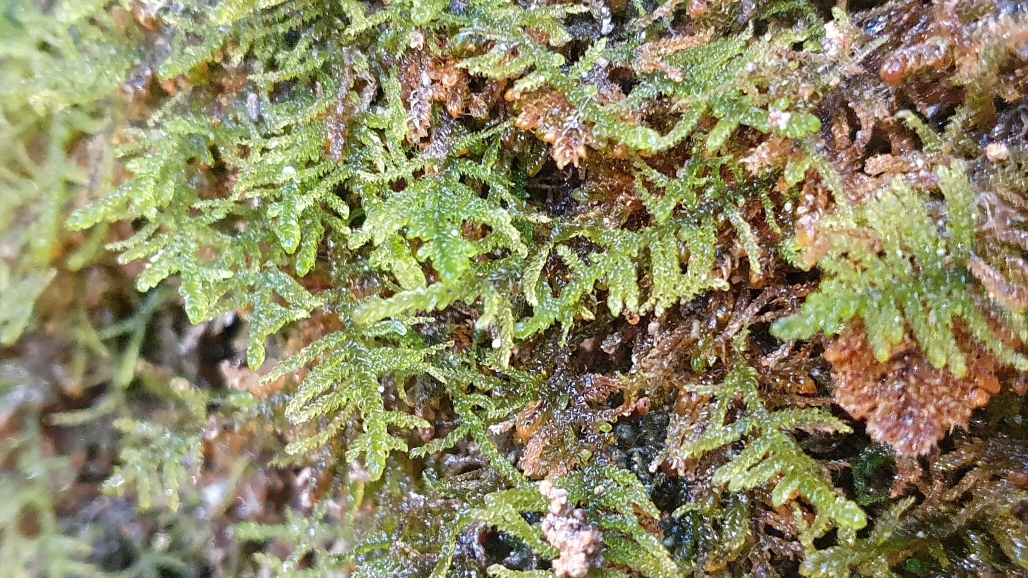 Image of palustriella moss