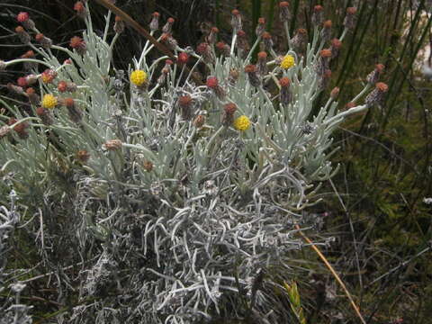 Image of Syncarpha gnaphaloides (L.) DC.