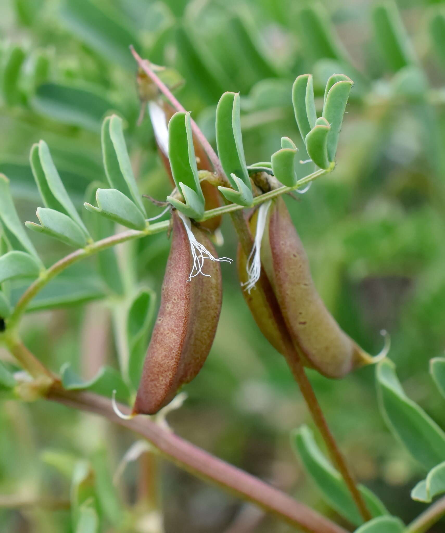 Sivun Astragalus guttatus Banks & Solander kuva