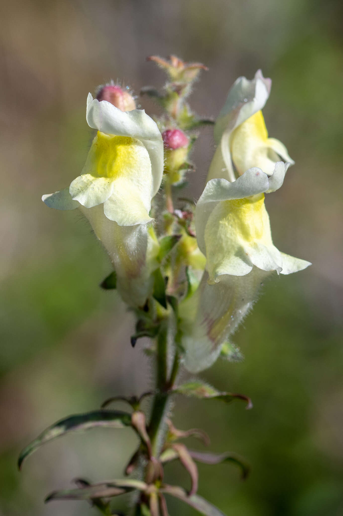 Image of Antirrhinum braun-blanquetii Rothm.