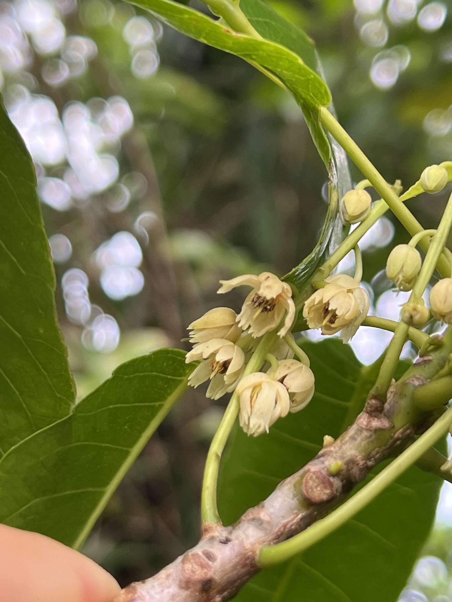 Image of Elaeocarpus floridanus Hemsl.