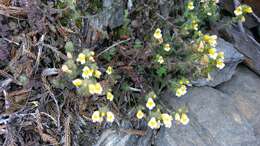 Image of Euphrasia transmorrisonensis var. durietziana (Ohwi) T. C. Huang & M. J. Wu