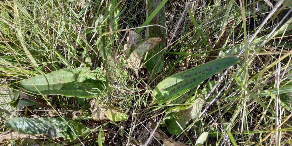 Imagem de Plantago cornuti Gouan