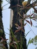 Image of Encyclia bractescens (Lindl.) Hoehne