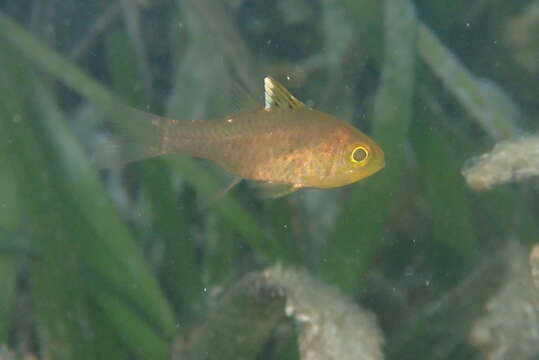 Image of Frostfin cardinalfish