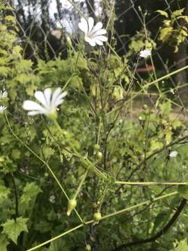 Image of Stellaria chilensis T. M. Pedersen