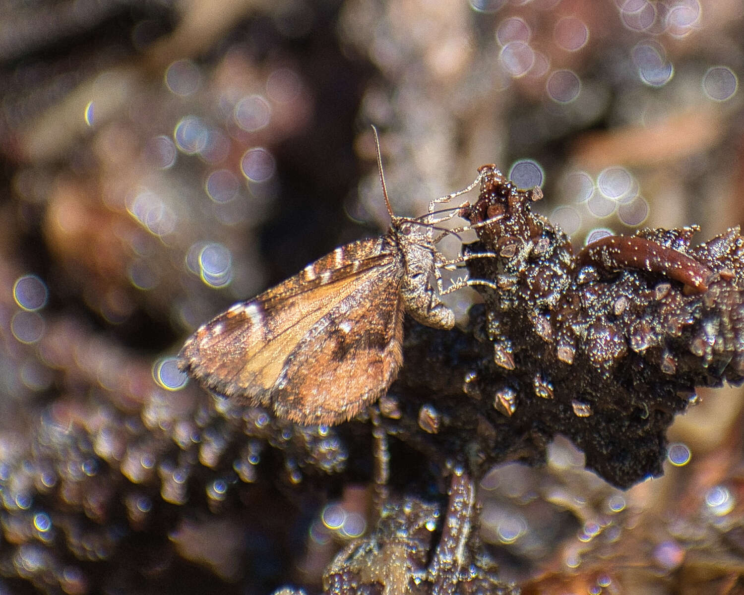 Image of Stamnodes topazata Strecker 1899