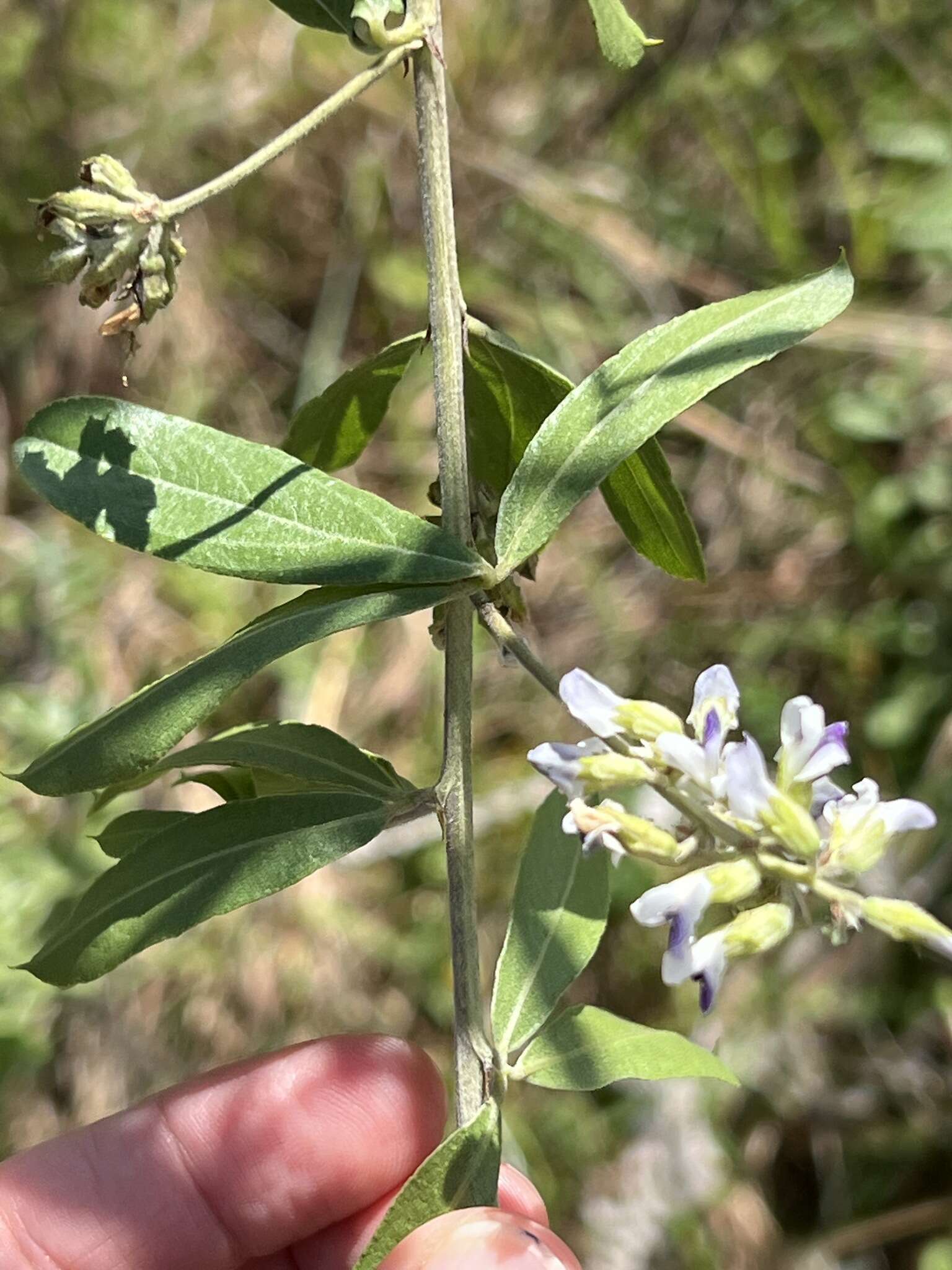 Image of Grassland blue pea