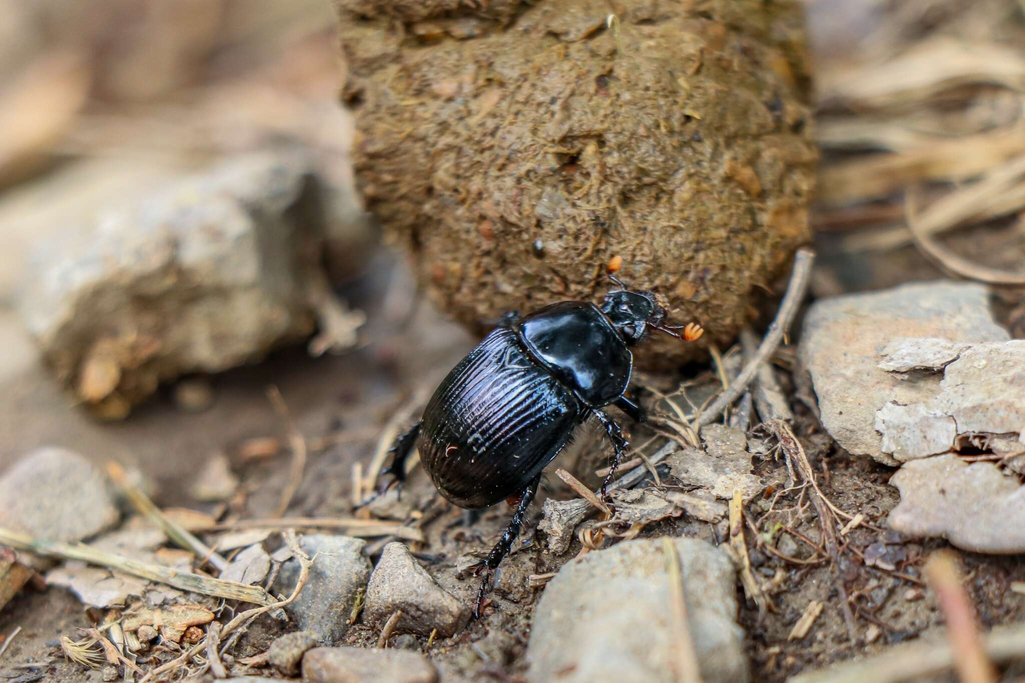 Image of Phelotrupes (Eogeotrupes) formosanus (Miwa 1930)