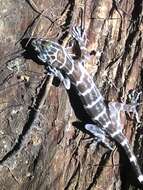 Image of Banded Forest Gecko