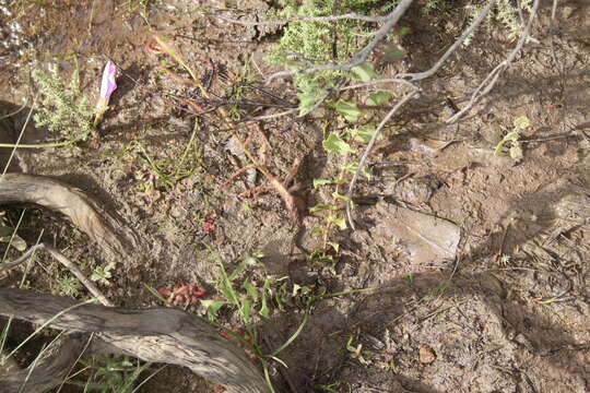 Image of Drosera liniflora Debbert