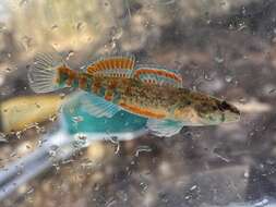 Image of Creole Darter