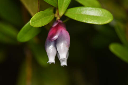 Plancia ëd Cavendishia capitulata J. D. Sm.