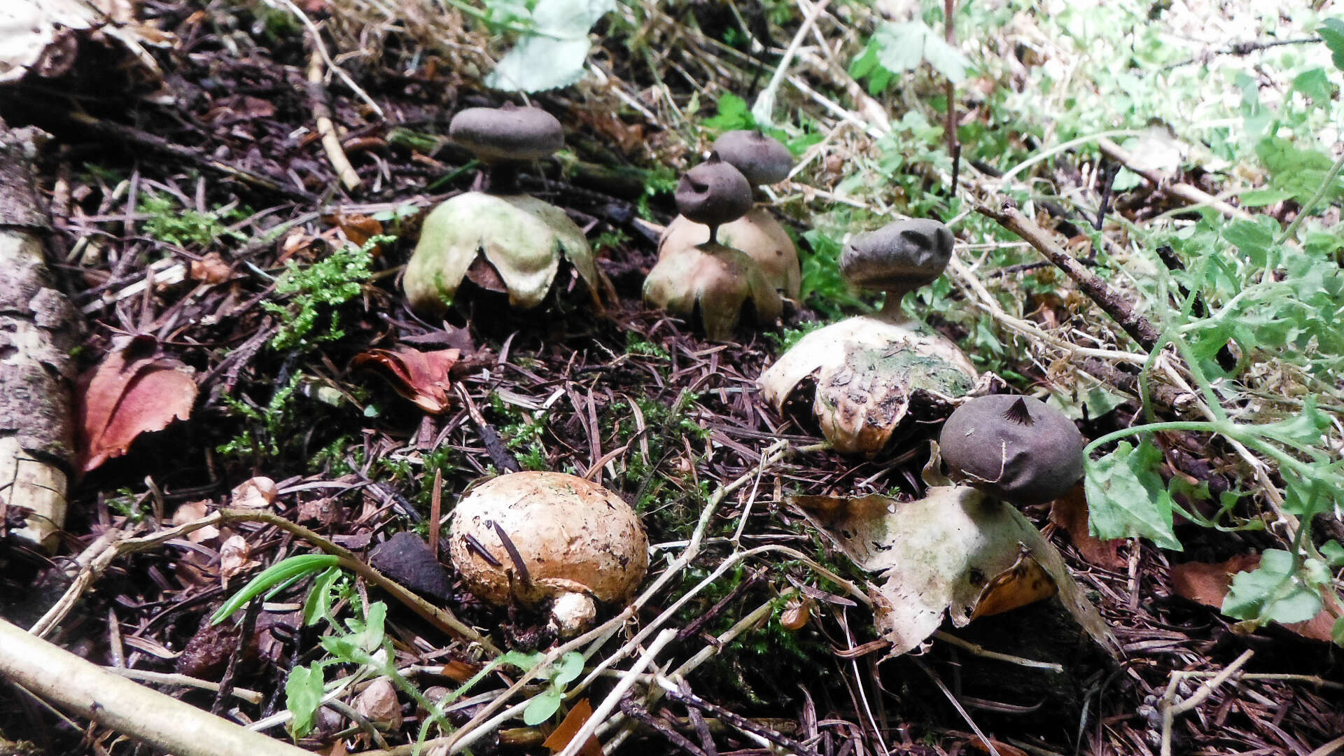 Image of Beaked Earthstar