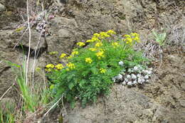 Lomatium hallii (S. Wats.) Coult. & Rose resmi