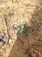 Plancia ëd Oreocarya flavoculata A. Nels.